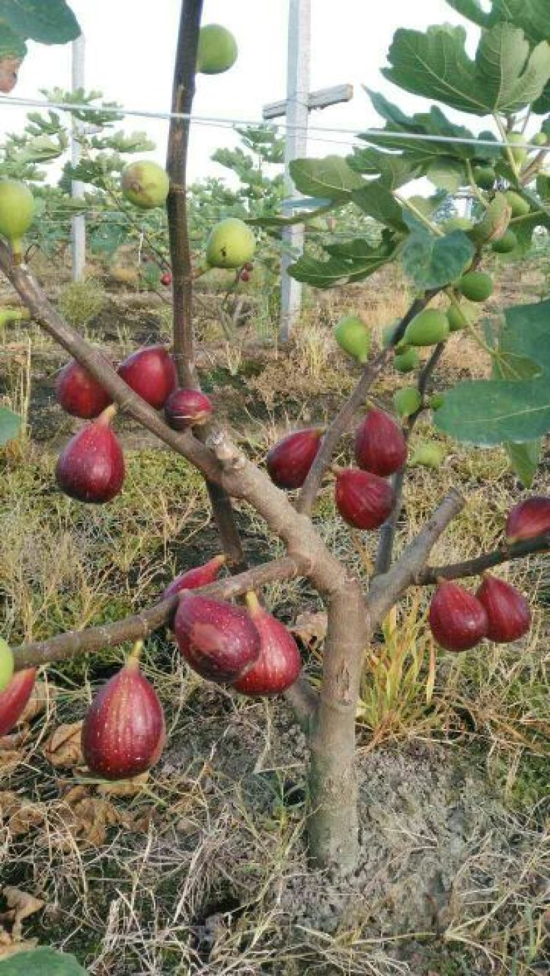 无花果苗布兰瑞克青皮金奥芬波姬红无花果苗
