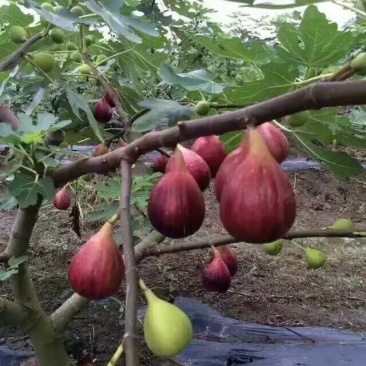 无花果苗布兰瑞克青皮金奥芬波姬红无花果苗