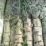 三青圆叶莴笋2斤以上60~70cm