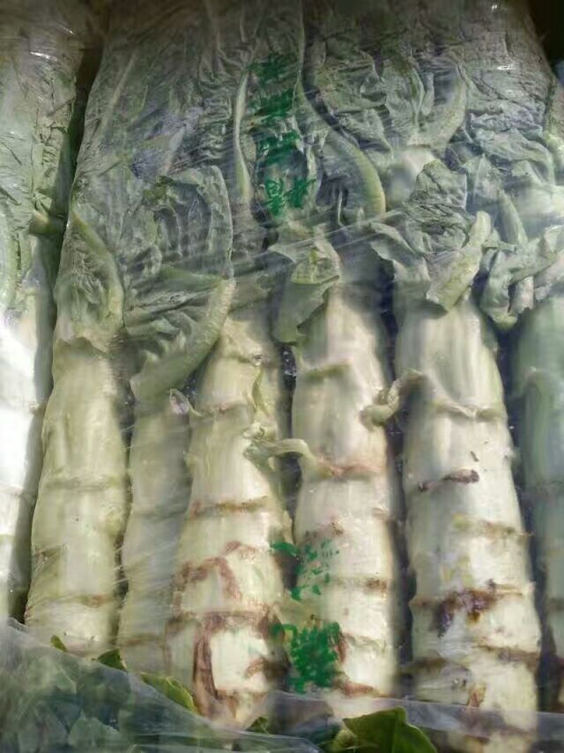 三青圆叶莴笋2斤以上60~70cm