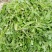 荠菜10cm以上