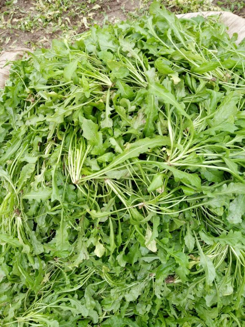荠菜10cm以上