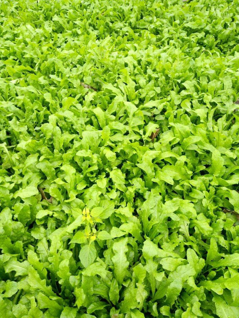 荠菜10cm以上
