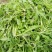 荠菜10cm以上