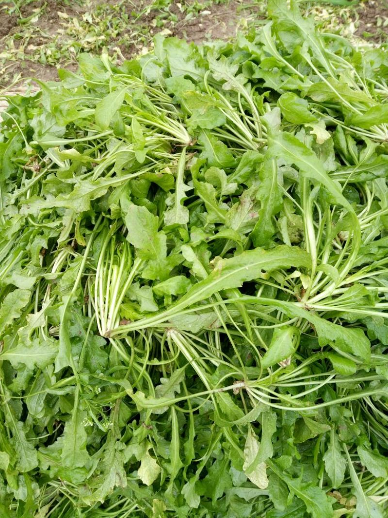 荠菜10cm以上