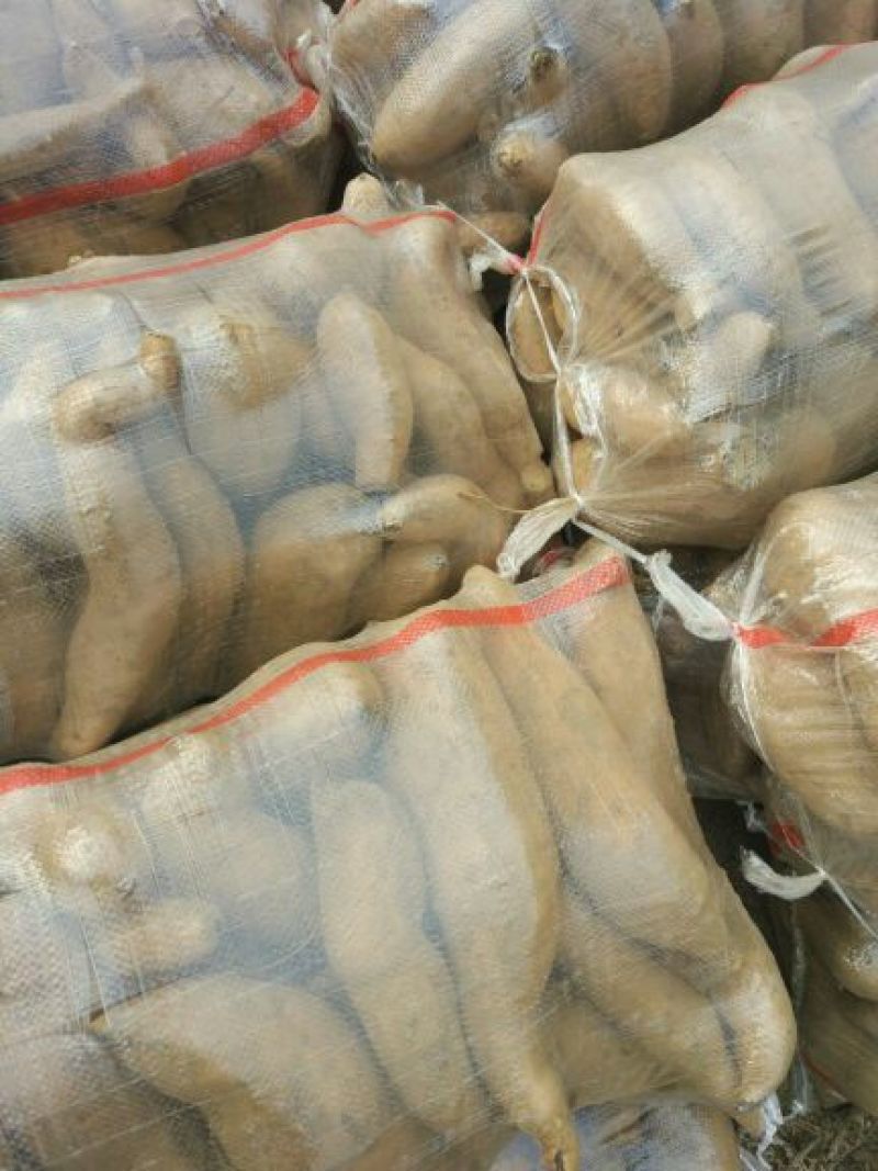 红心红薯3两以上商品薯红心