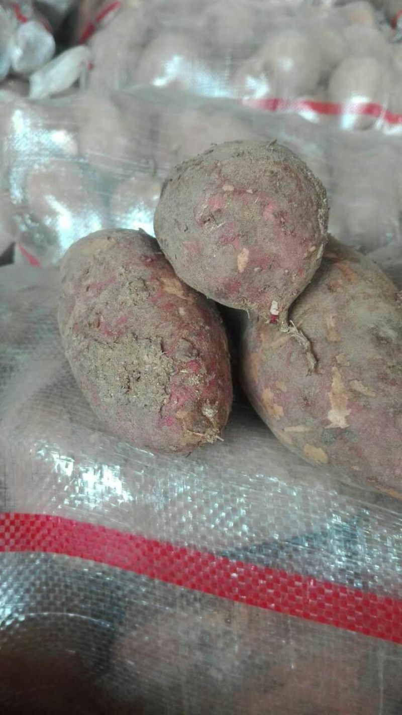 红心红薯3两以上商品薯红心