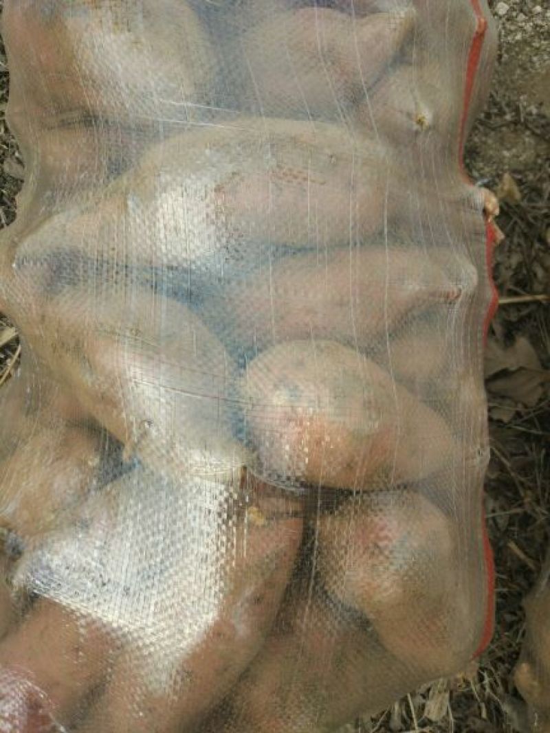 红心红薯3两以上商品薯红心