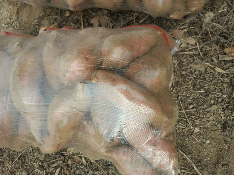 红心红薯3两以上商品薯红心