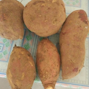 红心红薯3两以上商品薯红心
