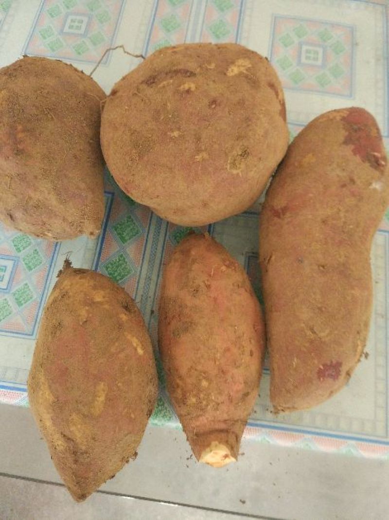 红心红薯3两以上商品薯红心