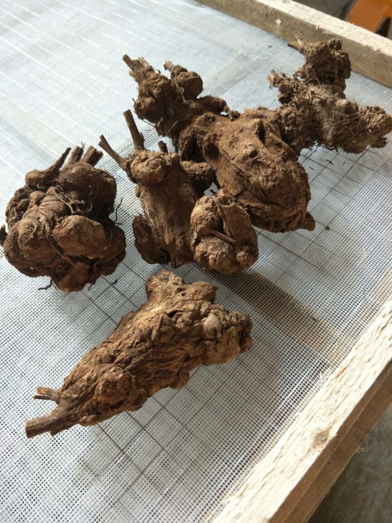 白术25克以上