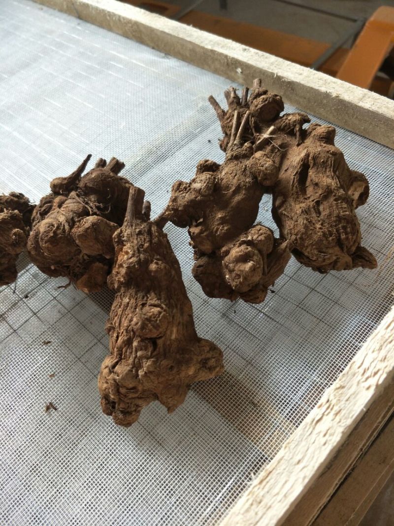 白术25克以上