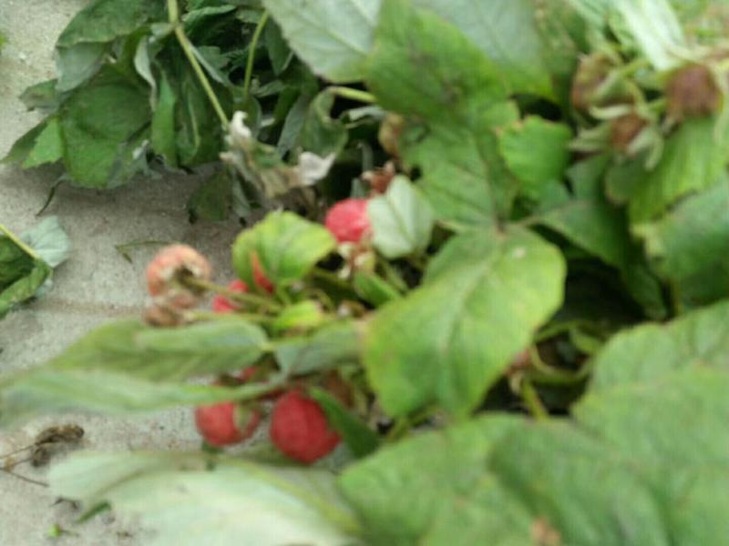 双季树莓苗黑树莓，基地直销，品种纯正，