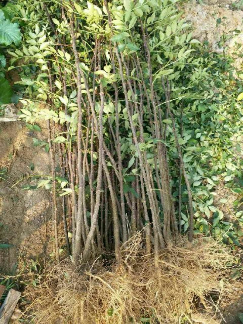 花椒苗大红袍花椒苗，根系发达，量大优惠
