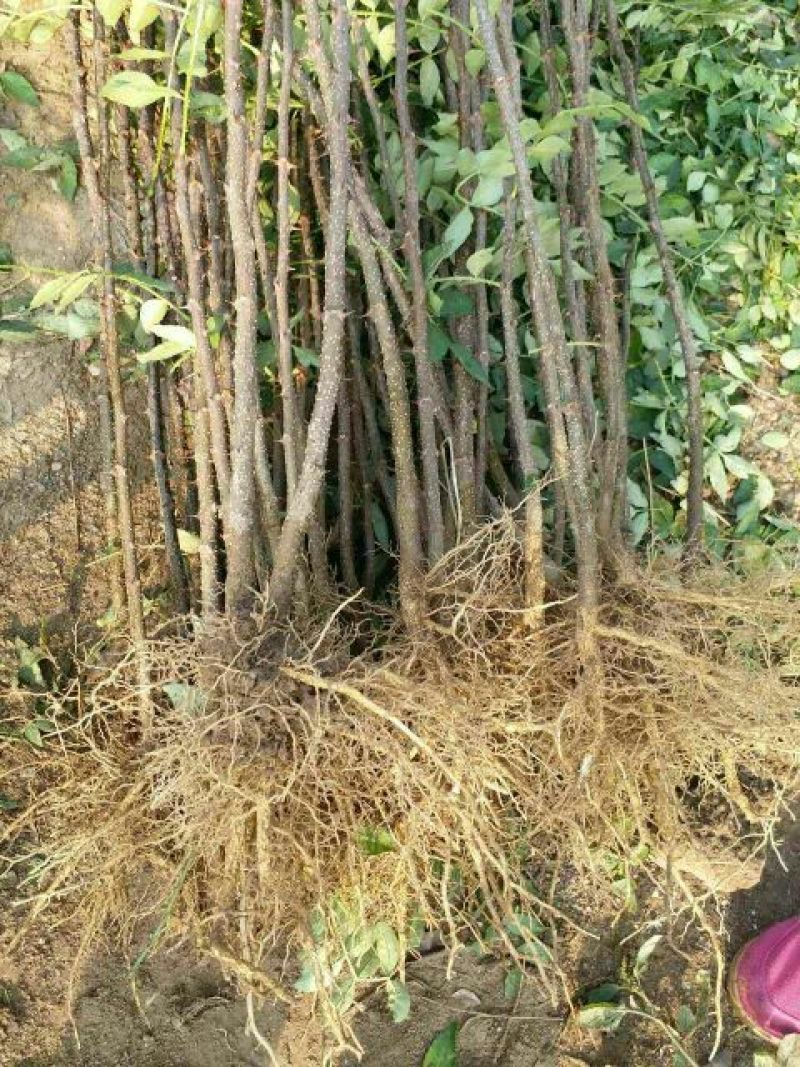 花椒苗大红袍花椒苗，根系发达，量大优惠