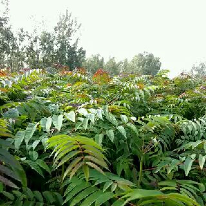 红油香椿苗基地直销，规格齐全，提供种植技术