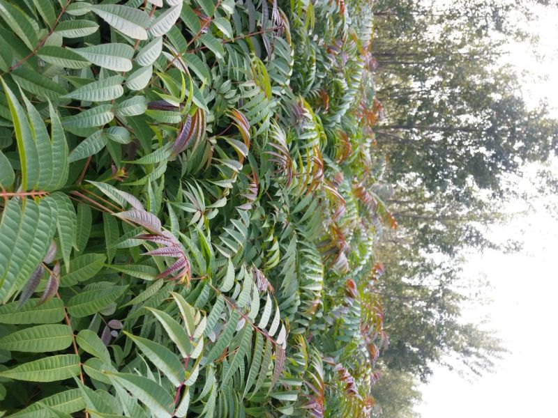 红油香椿苗基地直销，规格齐全，提供种植技术