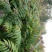 红油香椿苗基地直销，规格齐全，提供种植技术
