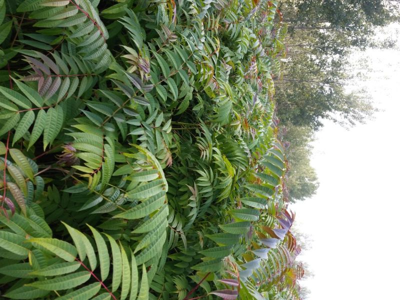 红油香椿苗基地直销，规格齐全，提供种植技术