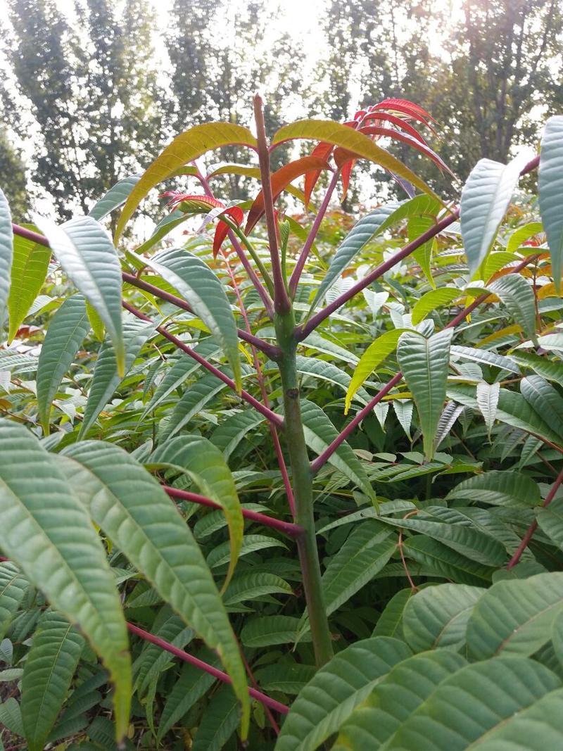 红油香椿苗基地直销，规格齐全，提供种植技术