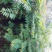 红油香椿苗基地直销，规格齐全，提供种植技术