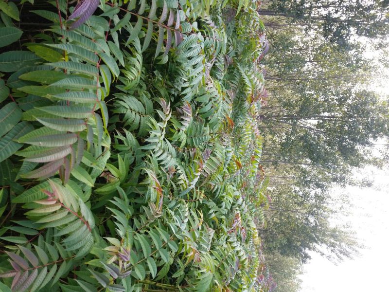 红油香椿苗基地直销，规格齐全，提供种植技术