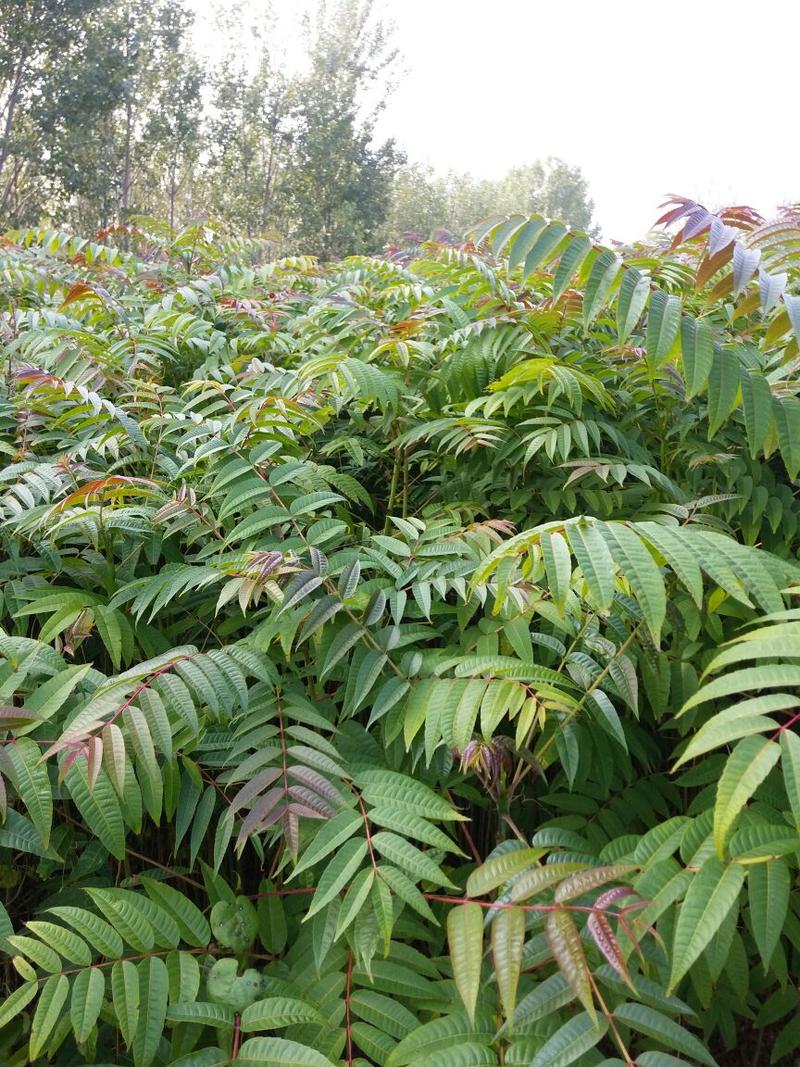 红油香椿苗基地直销，规格齐全，提供种植技术