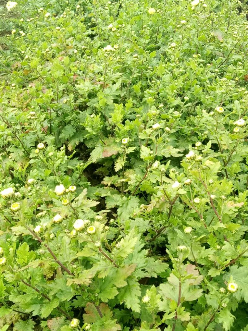 胎菊王散装
