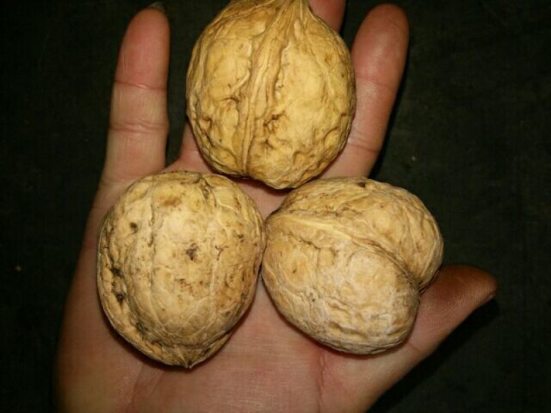 薄皮核桃25~35mm去皮干