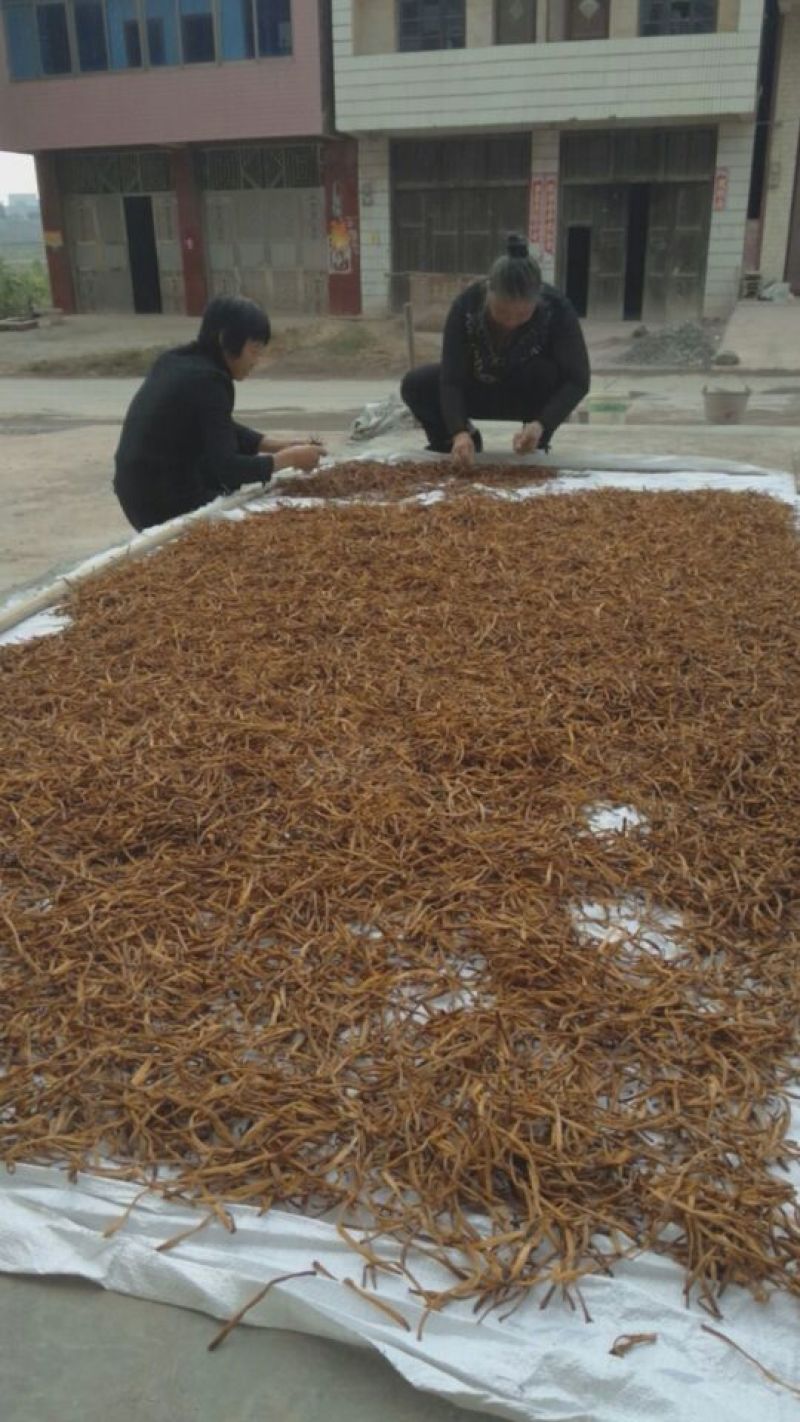聚福黄花菜