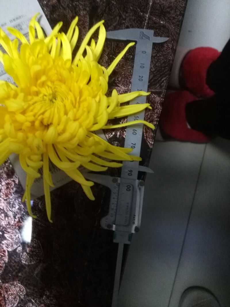 菊花茶特级