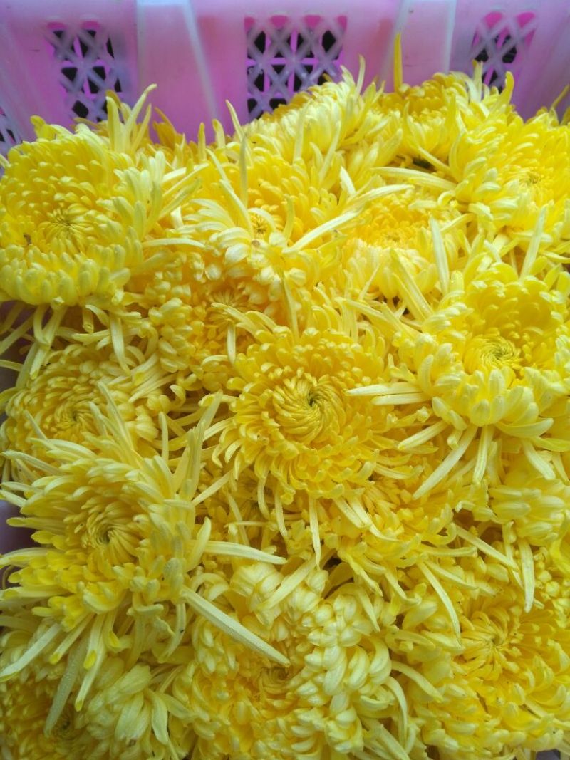 菊花茶特级