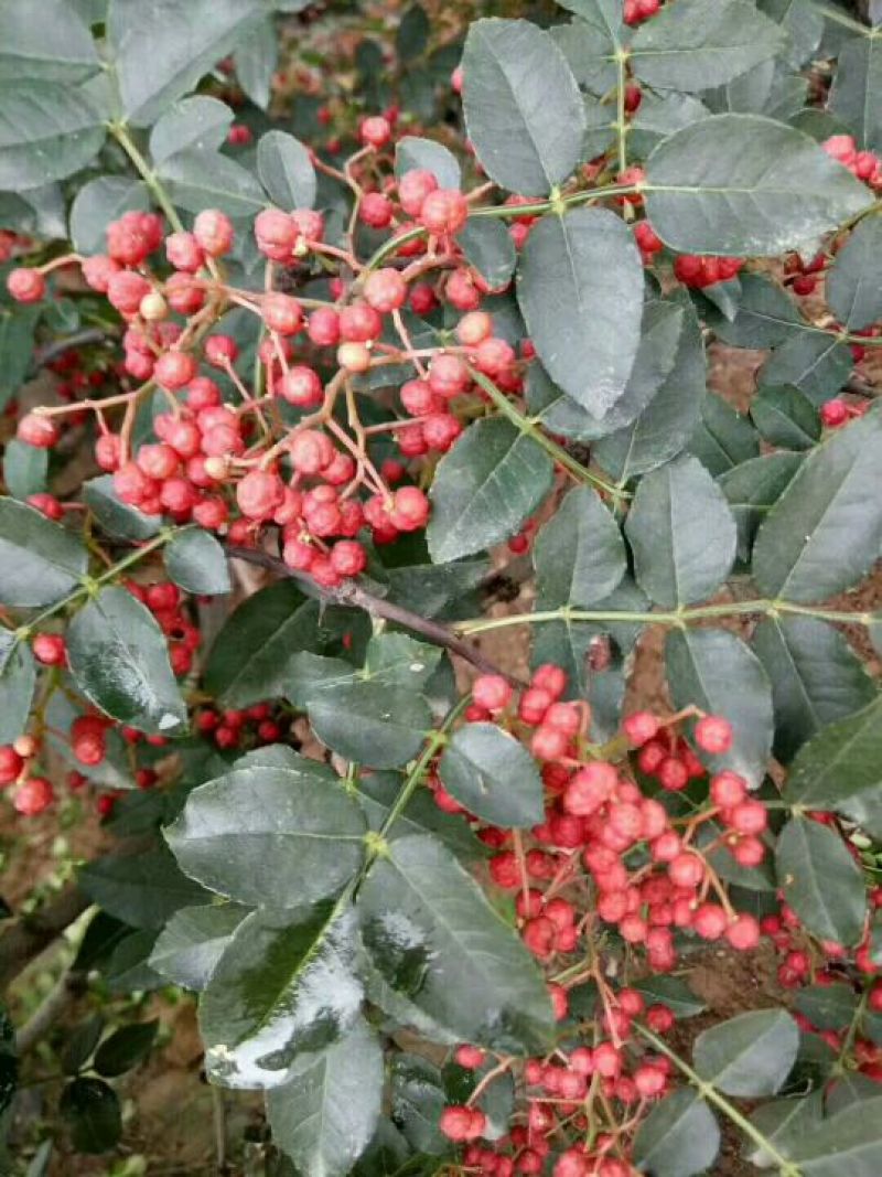 花椒一级干