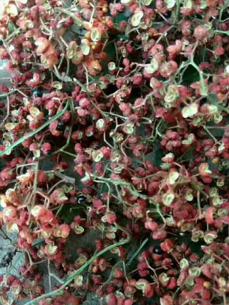 花椒一级干