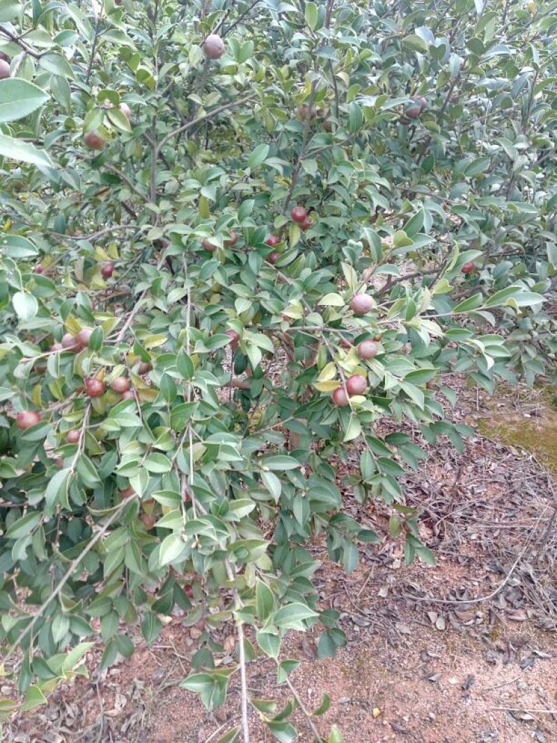 油茶鲜果40g以下