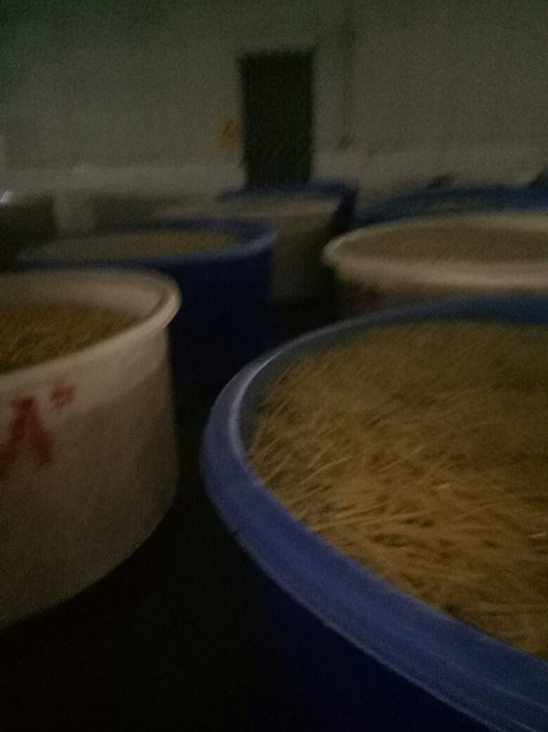 竹笋绿色健康食品
