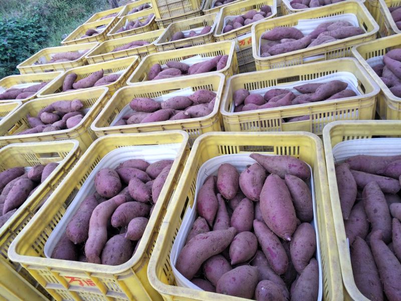紫薯圆球产地直供精品紫薯3两以上商品薯紫心