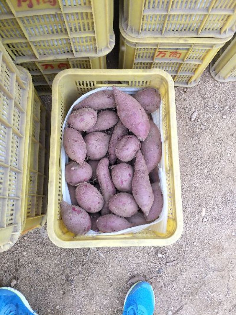紫薯圆球产地直供精品紫薯3两以上商品薯紫心