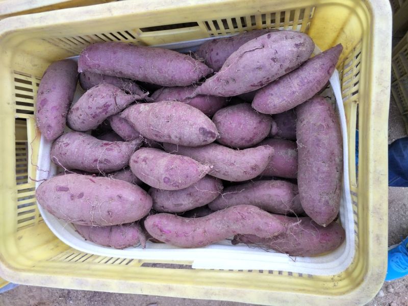 紫薯圆球产地直供精品紫薯3两以上商品薯紫心