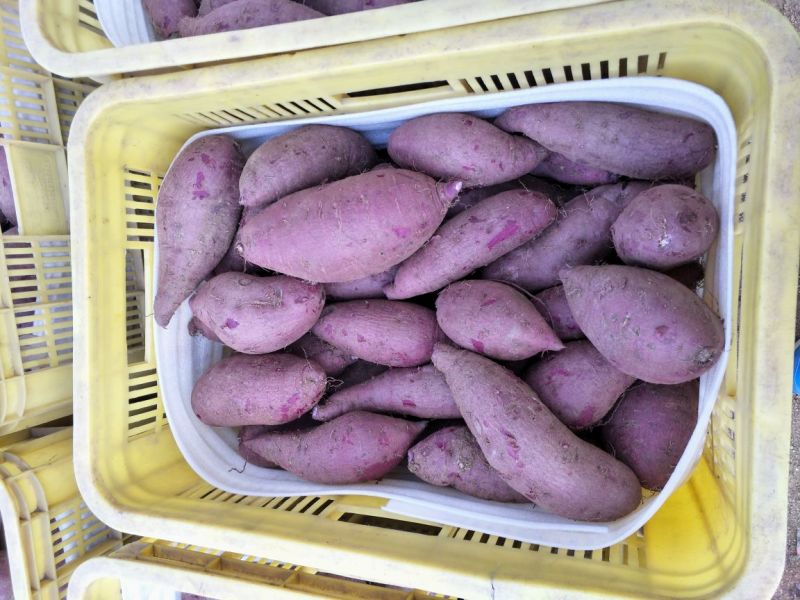 紫薯圆球产地直供精品紫薯3两以上商品薯紫心