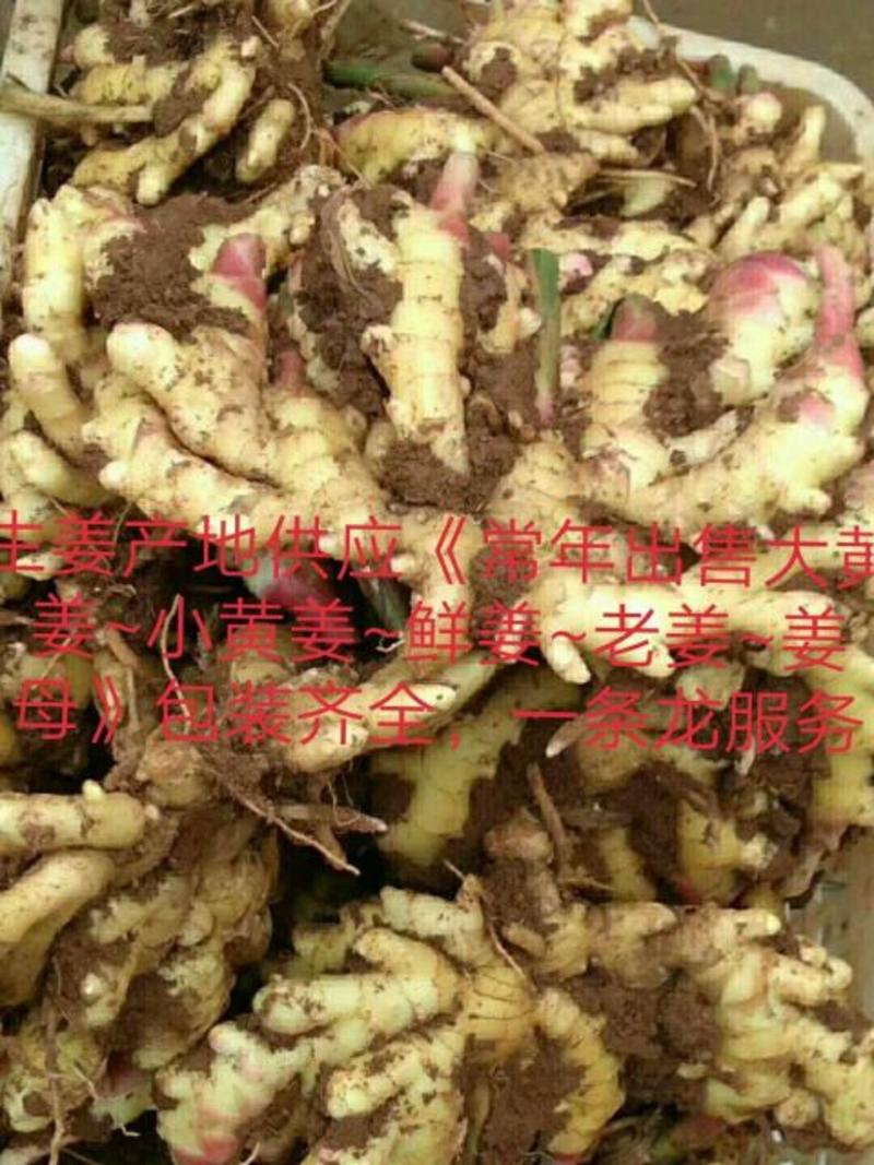 大黄姜，小黄姜常年供应老姜/鲜姜/姜种产地批发货源充足