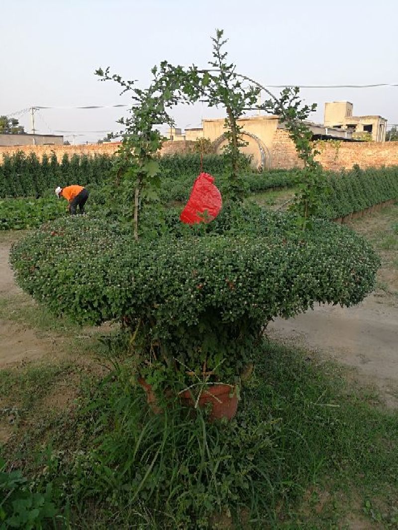 菊花0.5米以下