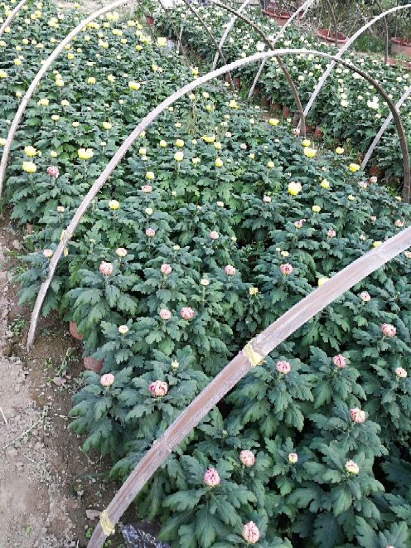 菊花0.5米以下