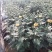菊花0.5米以下