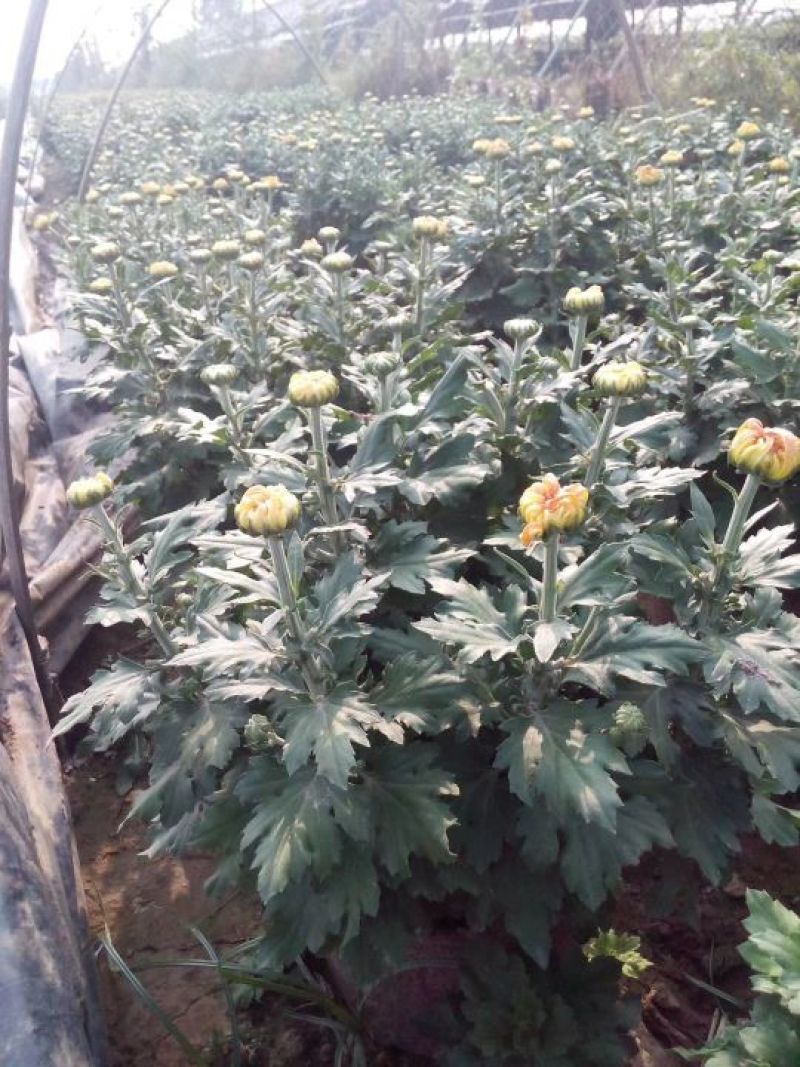 菊花0.5米以下