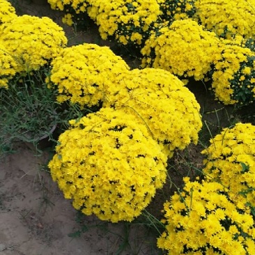 菊花0.5米以下
