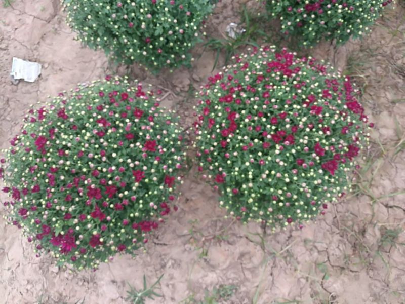 菊花0.5米以下