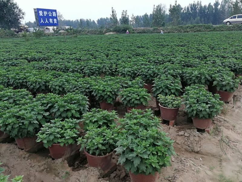 菊花0.5米以下