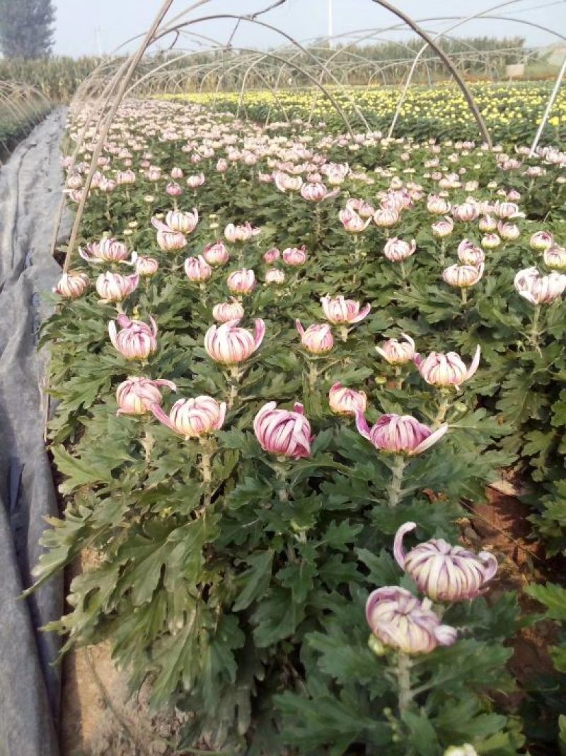 菊花0.5米以下